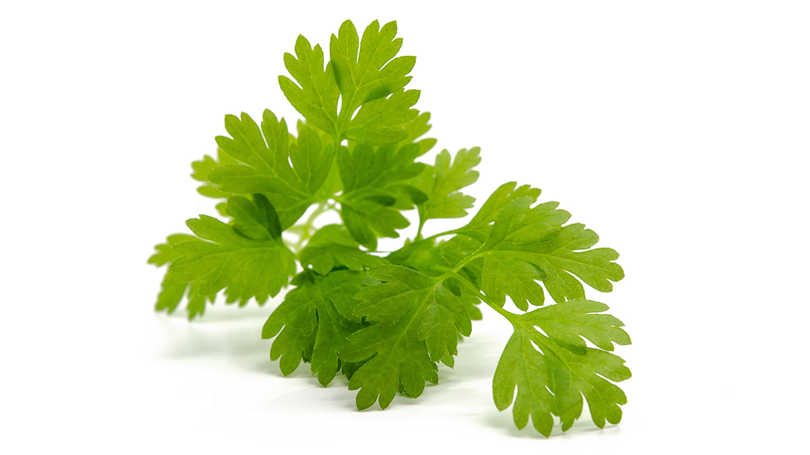 Actiphyte coriander_1170x658px