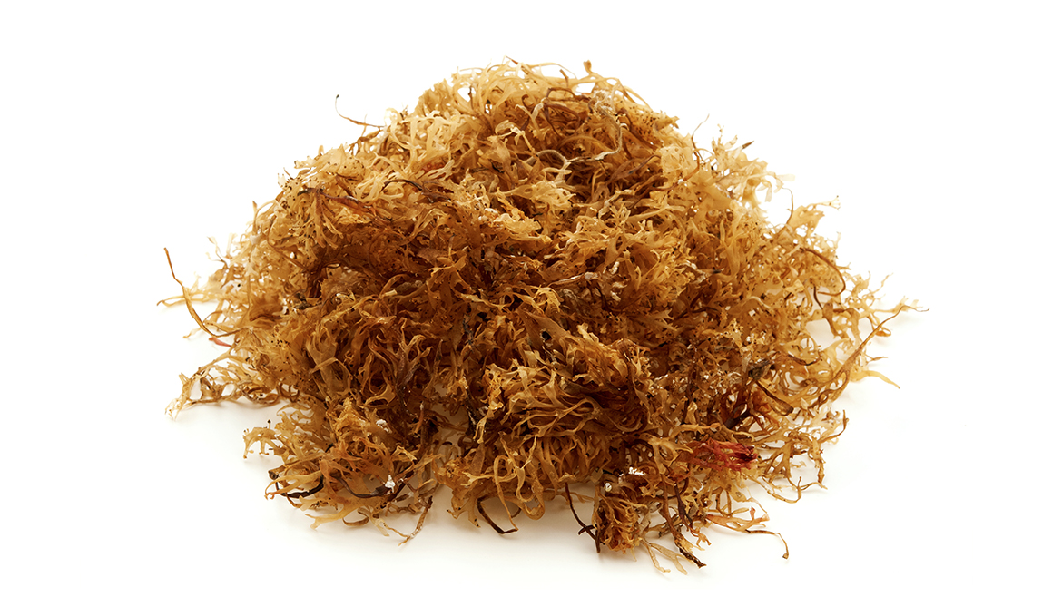 Actiphyte irish moss_1170x658px