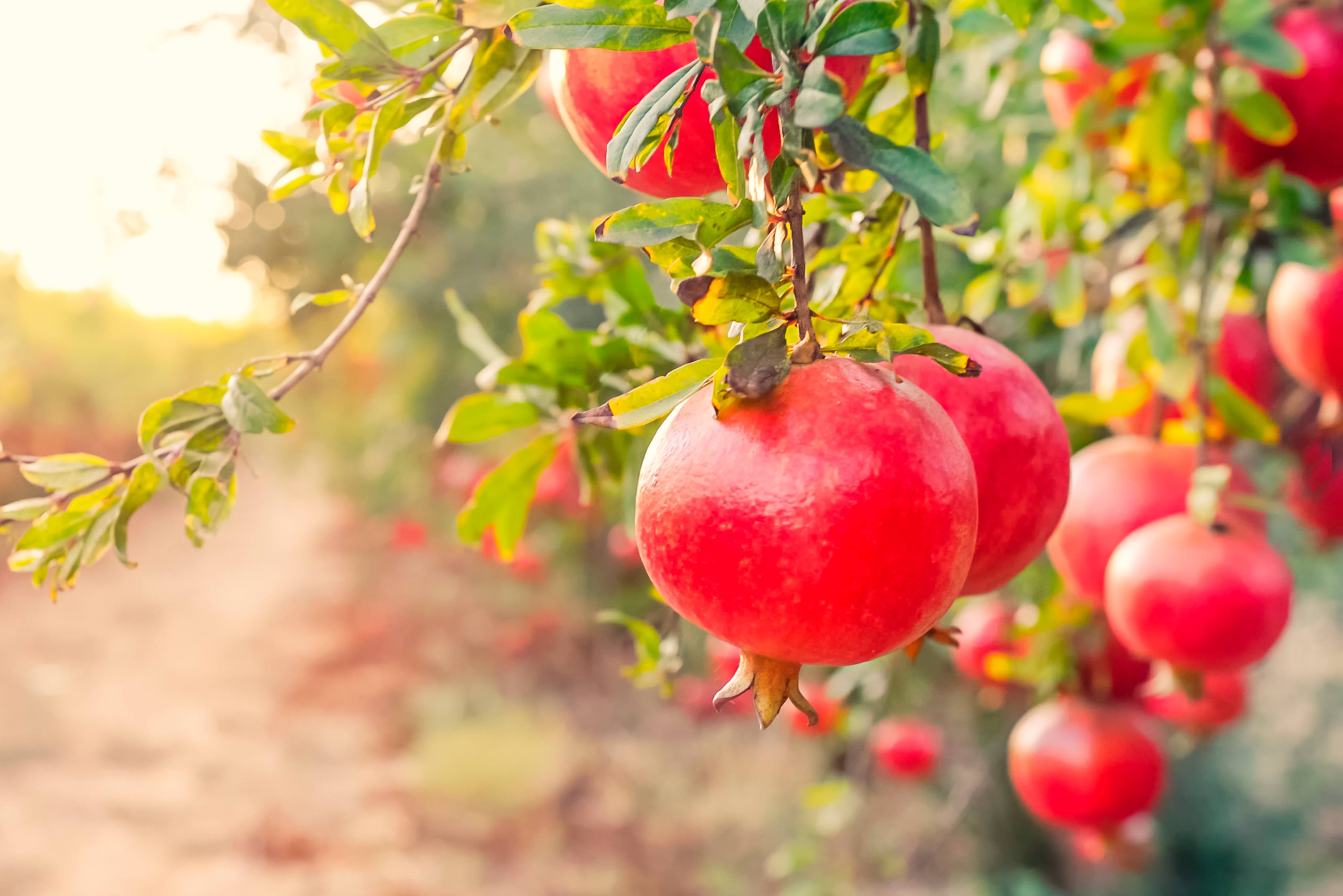 Actiphyte-pomegranate_1170x658px