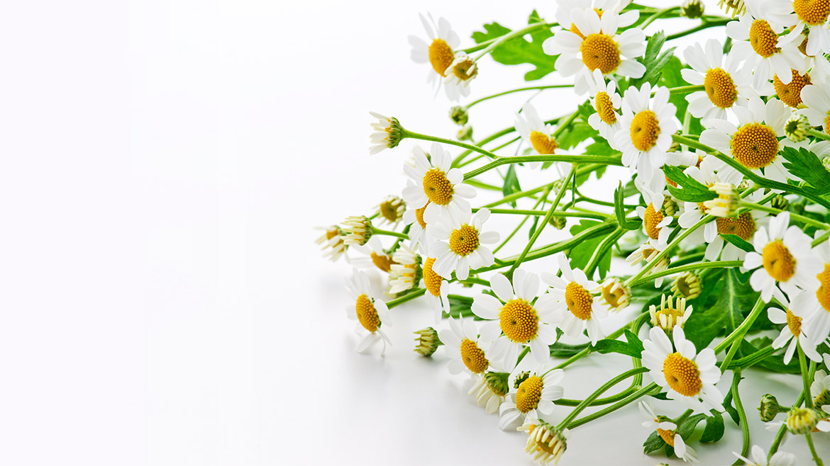 Actismart-SW-chamomile_1170x658px