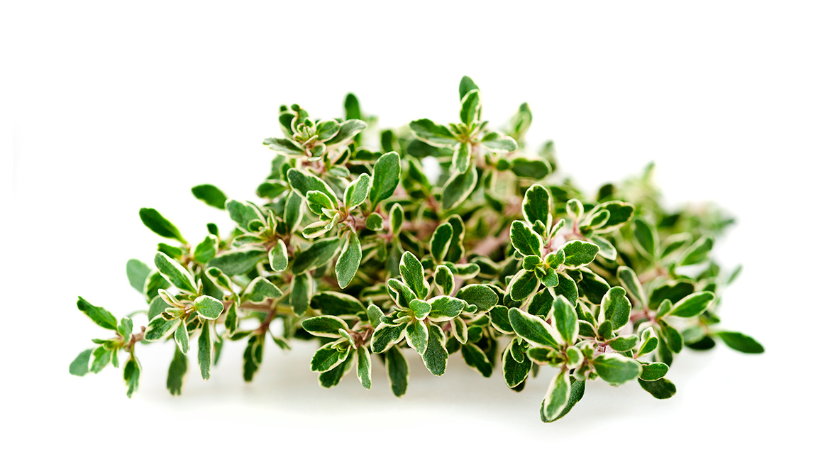 Actismart-SW-lemon-thyme_1170x658px